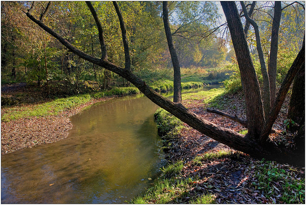 photo "Coast of Churilikha-river" tags: landscape, forest, water