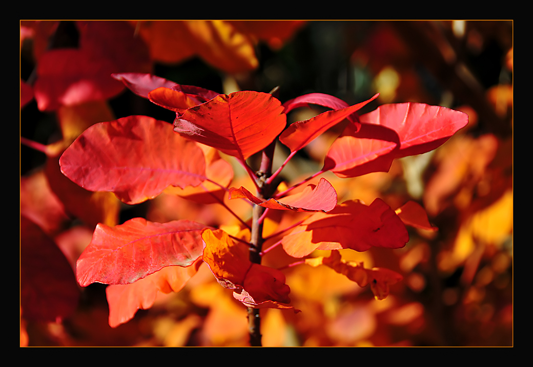 photo "Rouge Sang" tags: landscape, nature, autumn, flowers