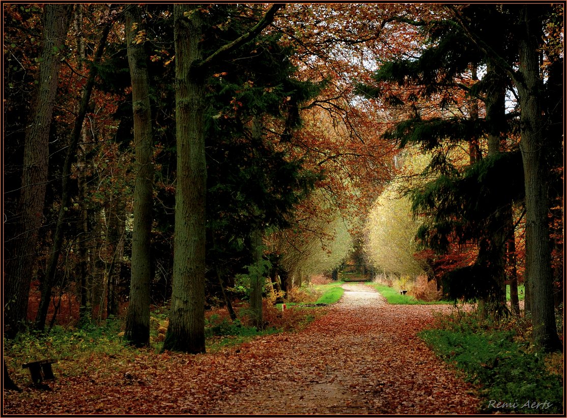 фото "beautiful promenade" метки: пейзаж, лес, осень
