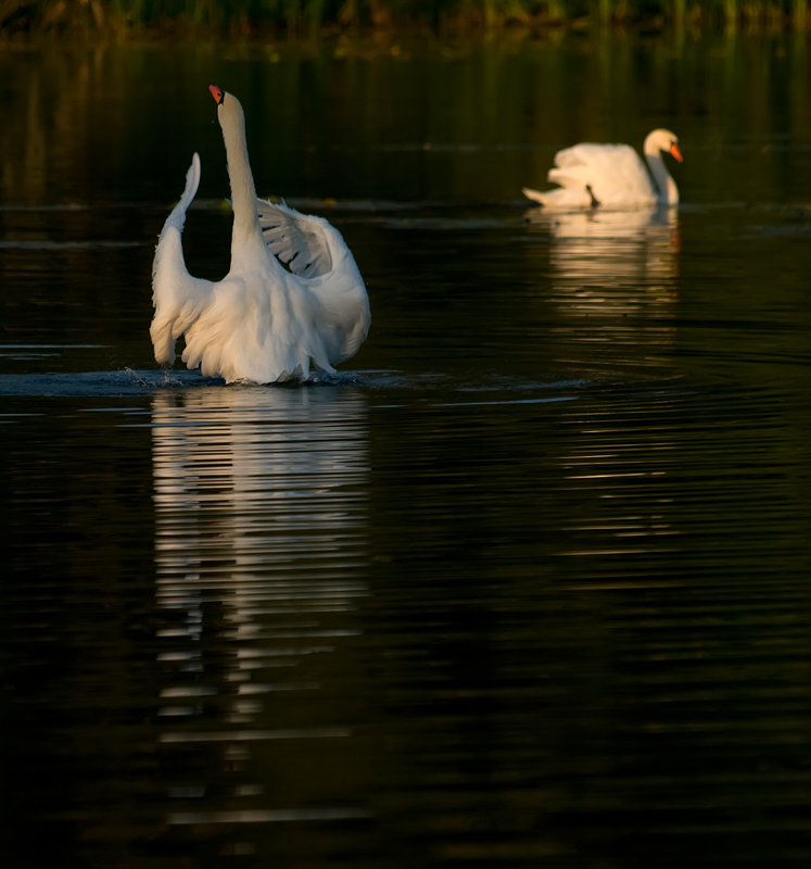 photo "***" tags: nature, wild animals