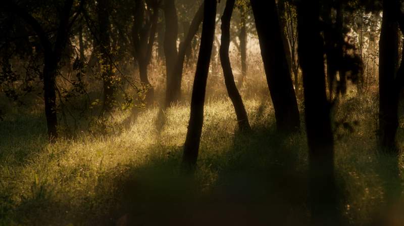 photo "***" tags: landscape, forest