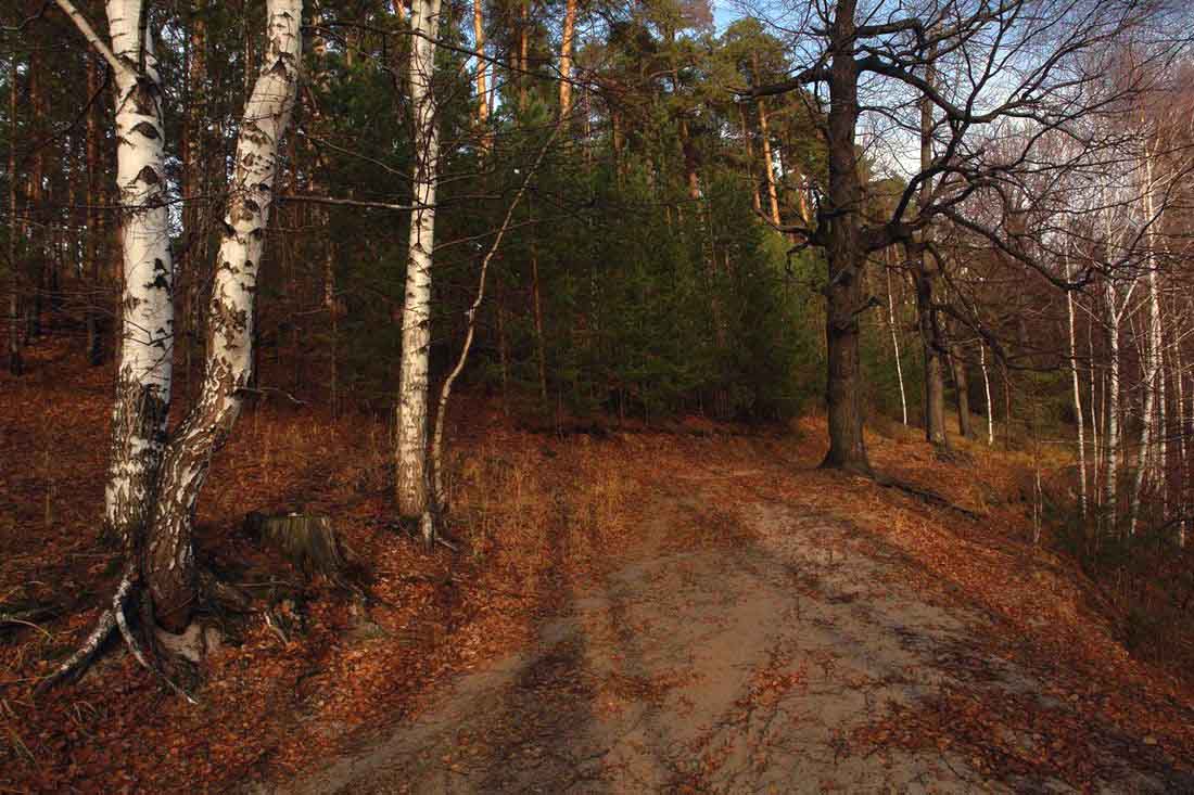 photo "***" tags: landscape, autumn, forest