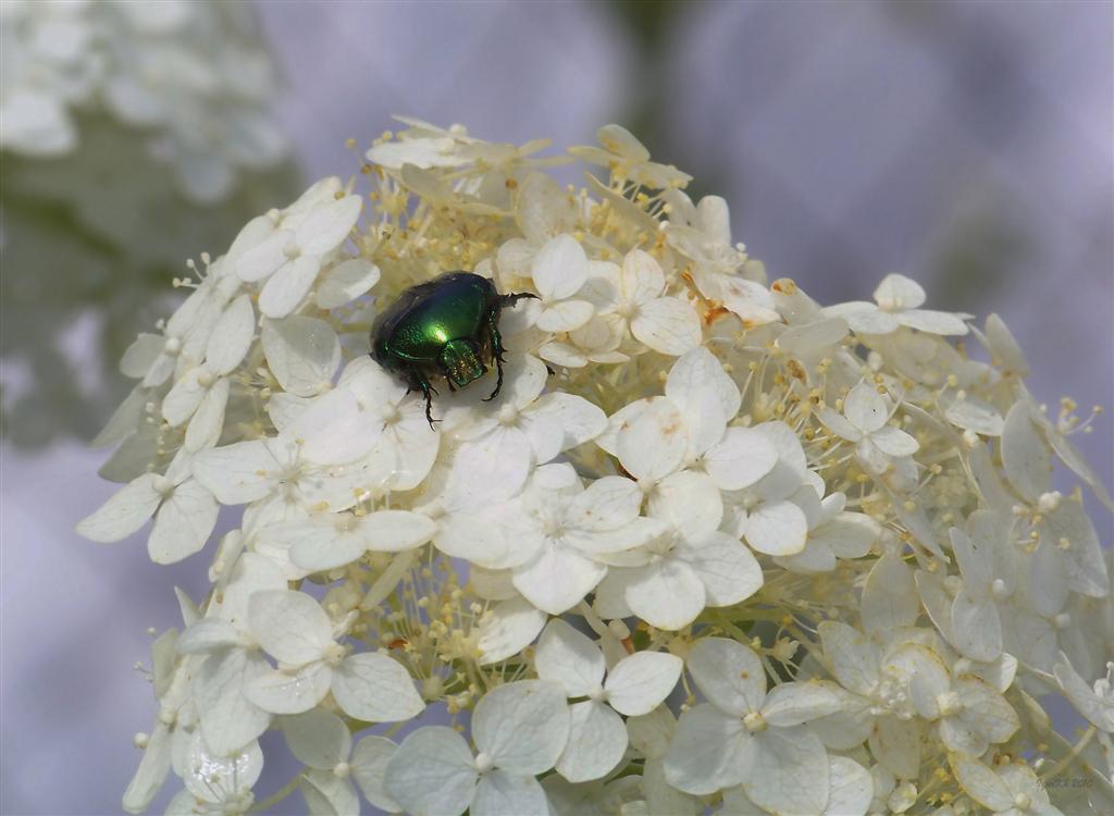 photo "***" tags: nature, insect