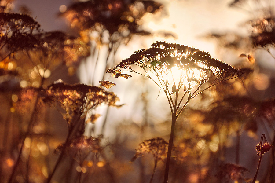 photo "***" tags: landscape, nature, flowers, winter