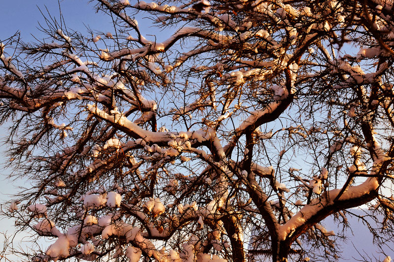 photo "***" tags: landscape, nature, flowers, winter