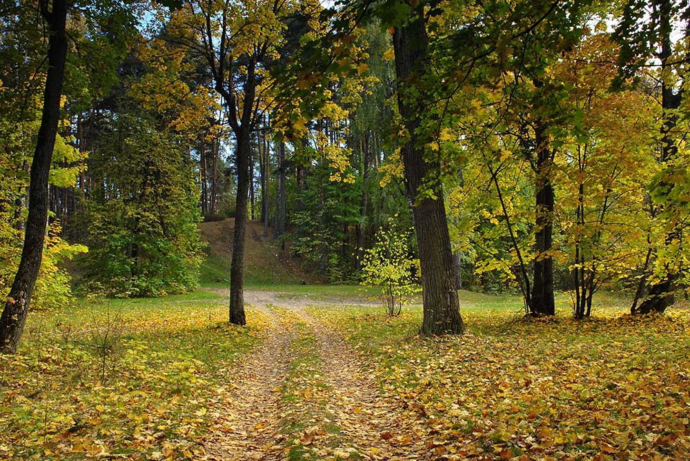 фото "Листопад" метки: пейзаж, лес, осень