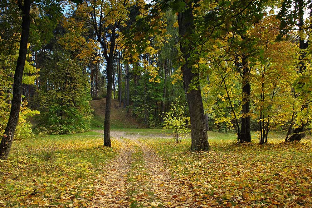 photo "***" tags: landscape, autumn, forest