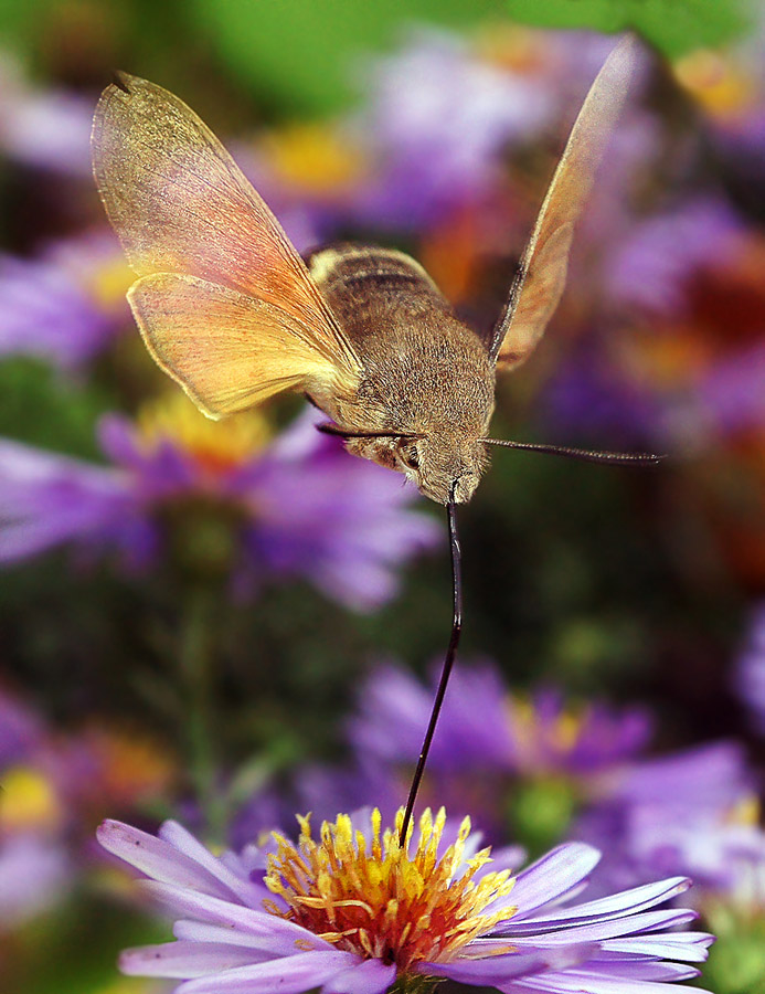 photo "макро осень бражник" tags: macro and close-up, nature, insect