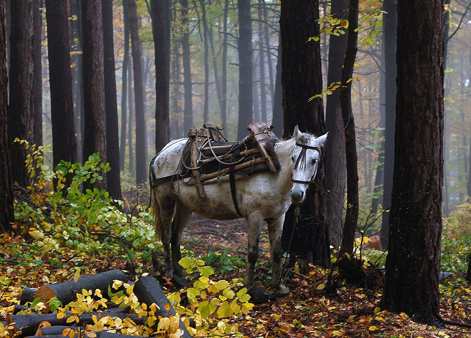 фото "***" метки: разное, 