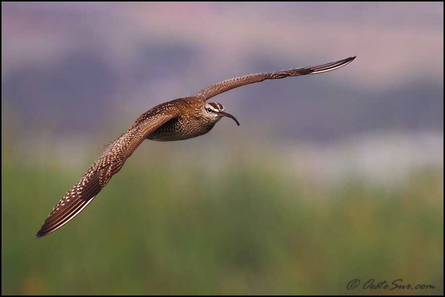 photo "numenius phaeopus" tags: nature, wild animals