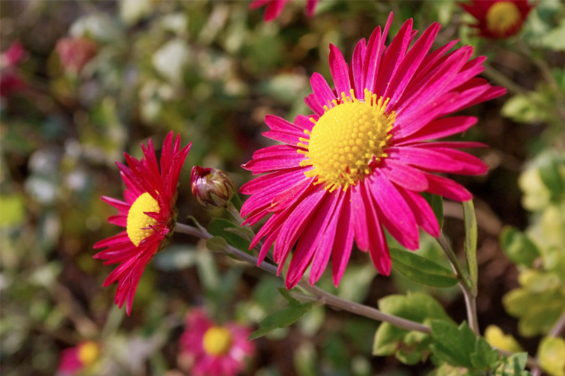 photo "***" tags: nature, flowers