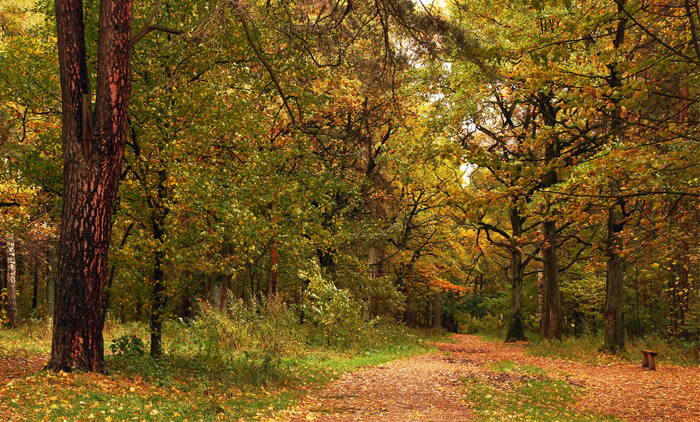 фото "...тихо бродит осень." метки: пейзаж, лес, осень