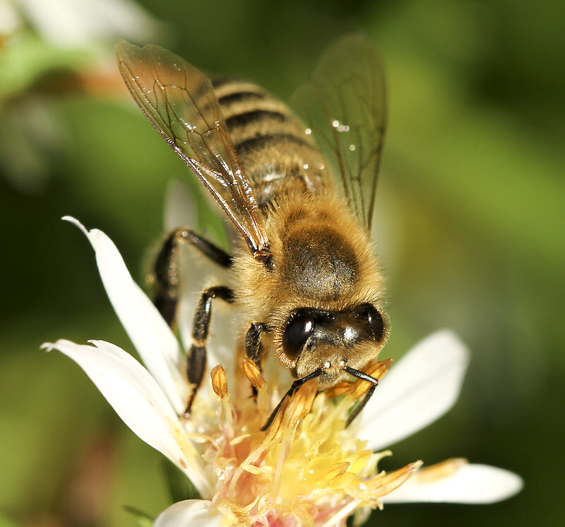 photo "***" tags: nature, insect