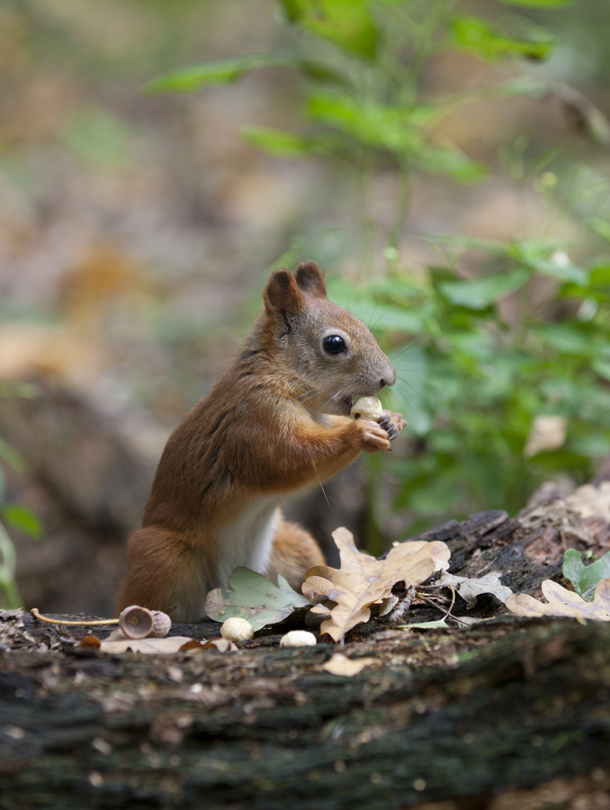photo "***" tags: nature, wild animals