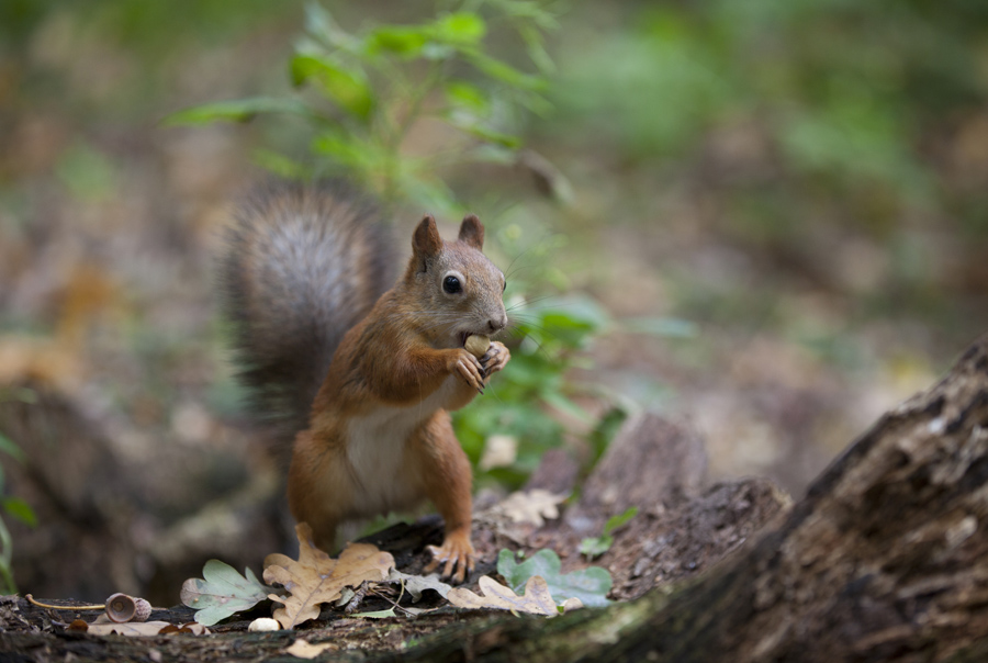 photo "***" tags: nature, wild animals