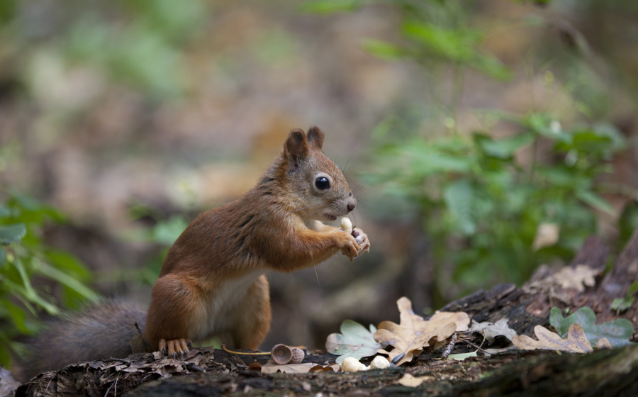 фото "Новые белки №4" метки: природа, дикие животные