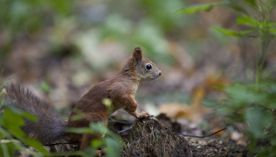 photo "***" tags: nature, wild animals