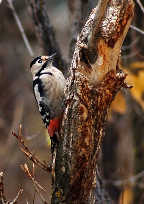 photo "***" tags: nature, wild animals