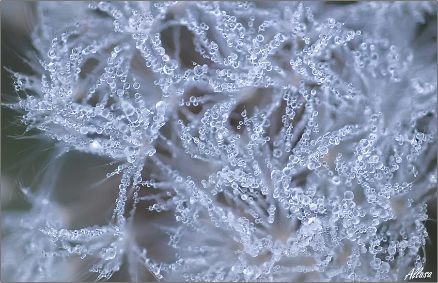 photo "***" tags: nature, macro and close-up, 