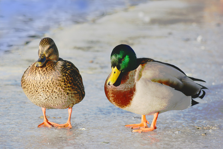 фото "Mrs. and Mr....." метки: природа, 
