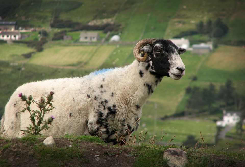photo "Dreamer" tags: nature, pets/farm animals
