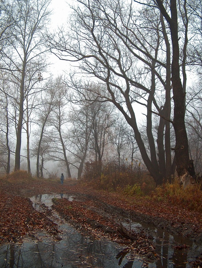 фото "Поздняя осень" метки: пейзаж, лес, осень