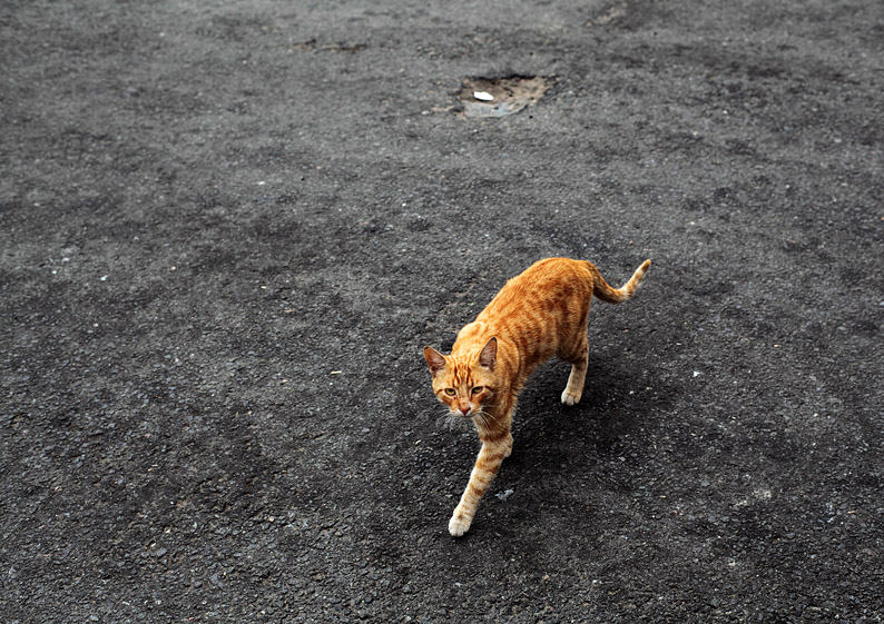 photo "***" tags: city, nature, pets/farm animals