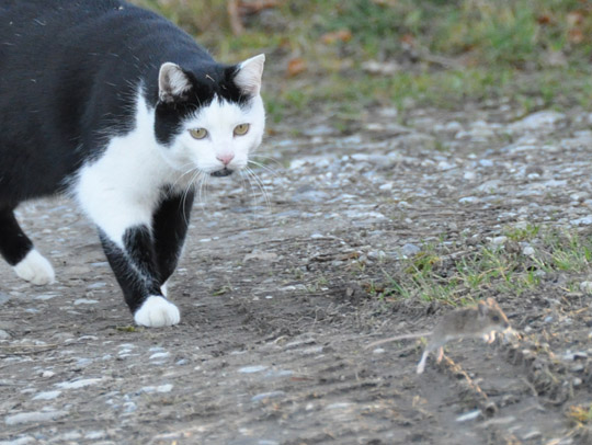 photo "Tom & Jerry" tags: nature, pets/farm animals