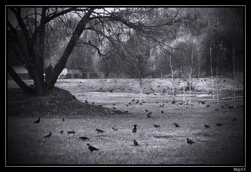 photo "***" tags: landscape, black&white, autumn