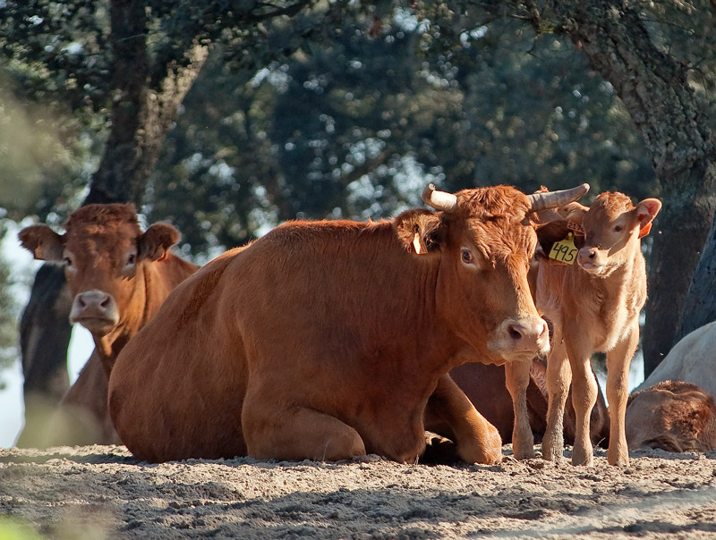 photo "FAMILY PORTRAIT" tags: nature, landscape, autumn, pets/farm animals