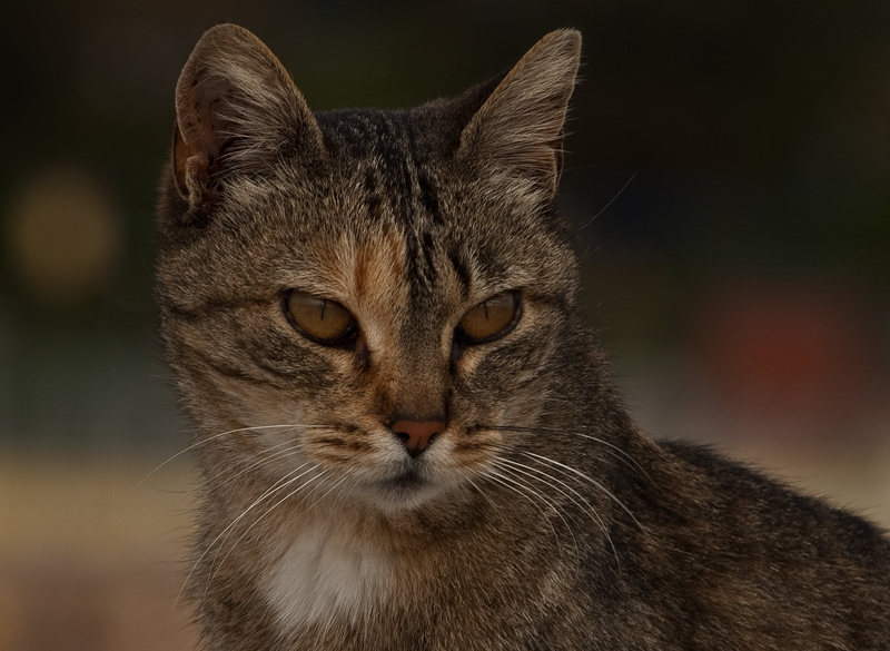 photo "MEOW MEOW" tags: nature, macro and close-up, pets/farm animals