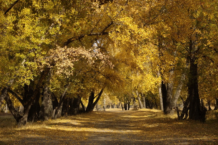 фото "золотая осень..." метки: пейзаж, осень