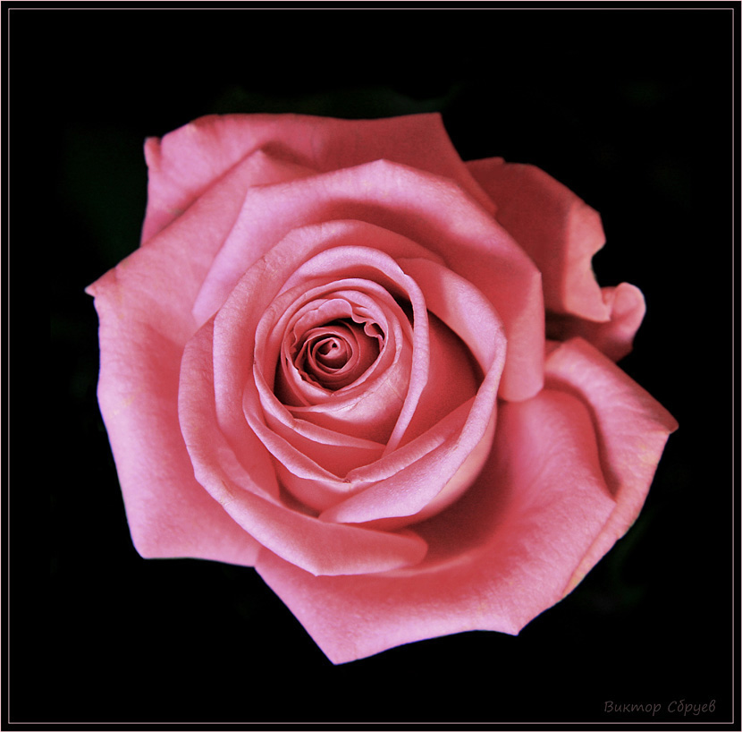 photo "***" tags: nature, flowers
