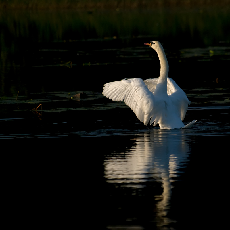 photo "***" tags: nature, wild animals