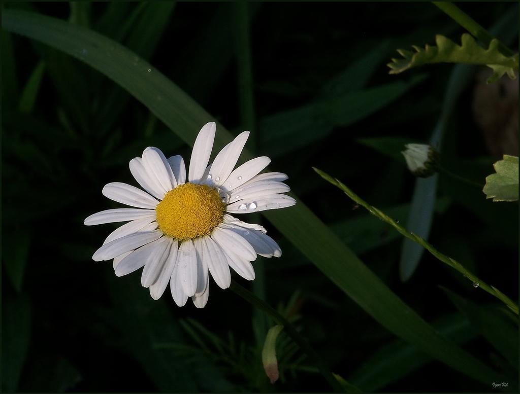 фото "Ромашка" метки: природа, цветы