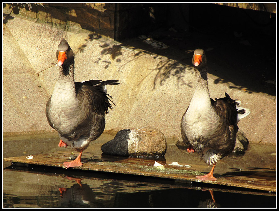 photo "***" tags: nature, travel, Asia, pets/farm animals