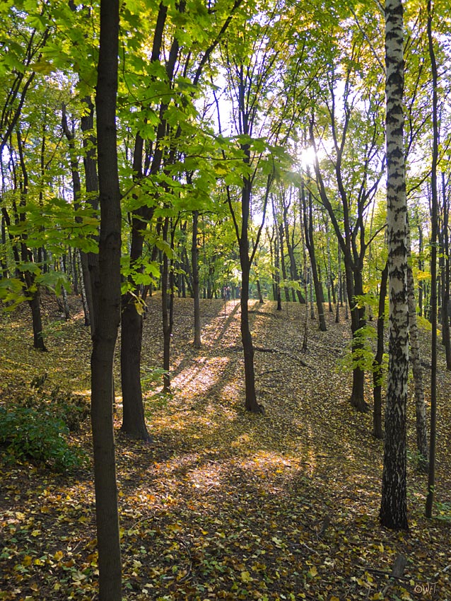 фото "Полдень в Нескучном 2" метки: пейзаж, лес, осень