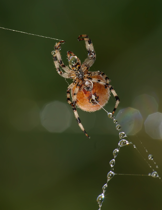 photo "***" tags: nature, insect