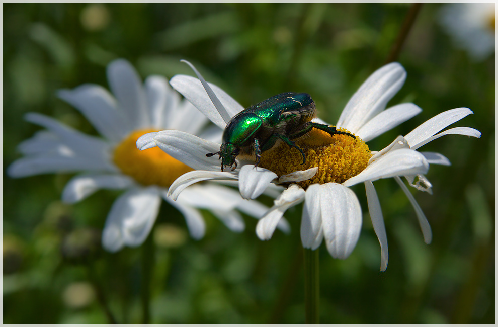 photo "***" tags: macro and close-up, nature, flowers