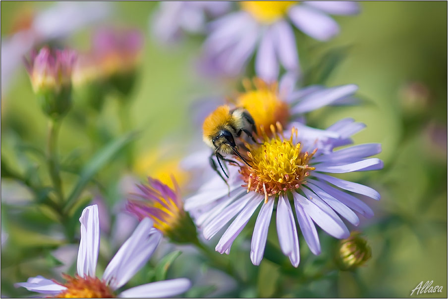 photo "***" tags: nature, flowers, insect