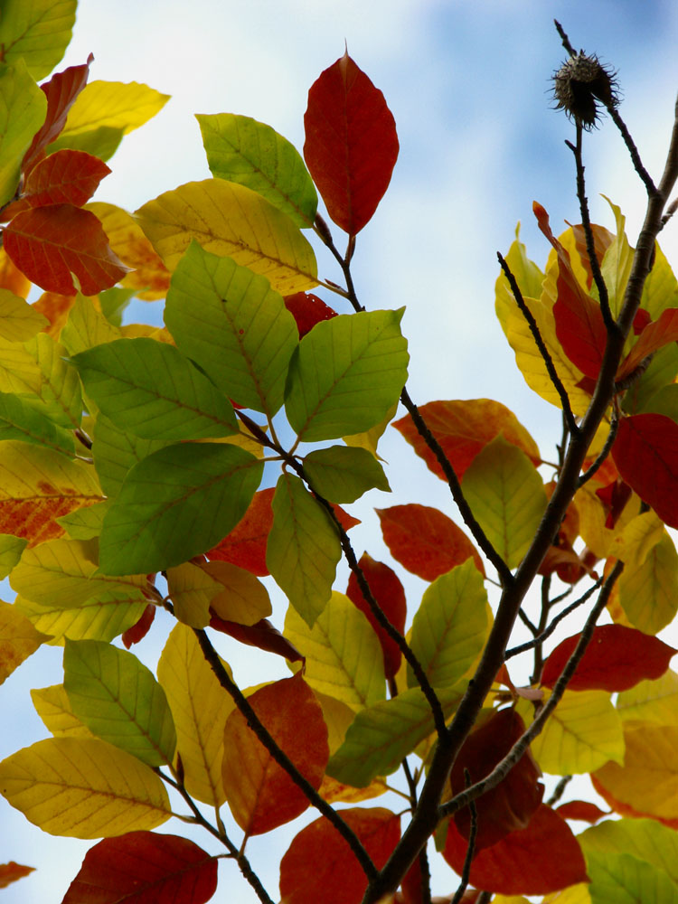photo "***" tags: landscape, nature, autumn, flowers