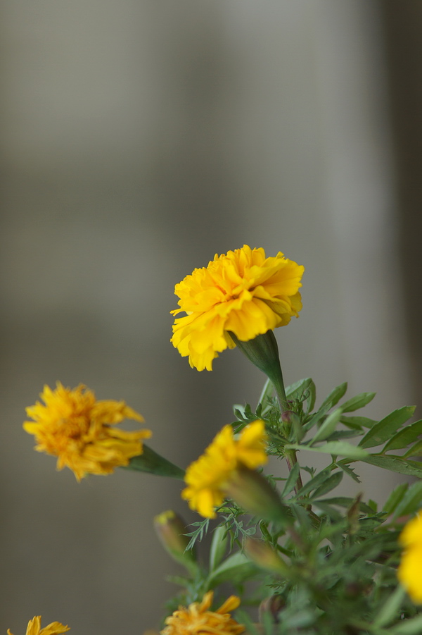 photo "Small daisy" tags: nature, travel, Asia, flowers