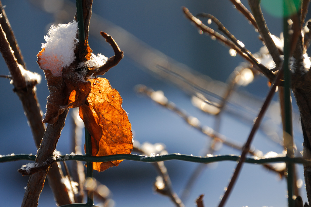 photo "***" tags: landscape, nature, flowers, winter