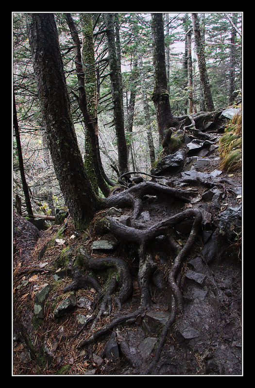 photo "***" tags: landscape, forest, mountains