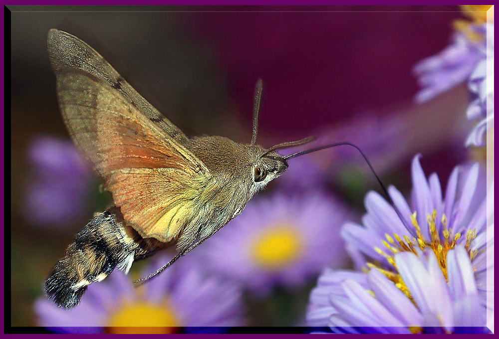 photo "Бражник языкан осень цветы" tags: nature, insect