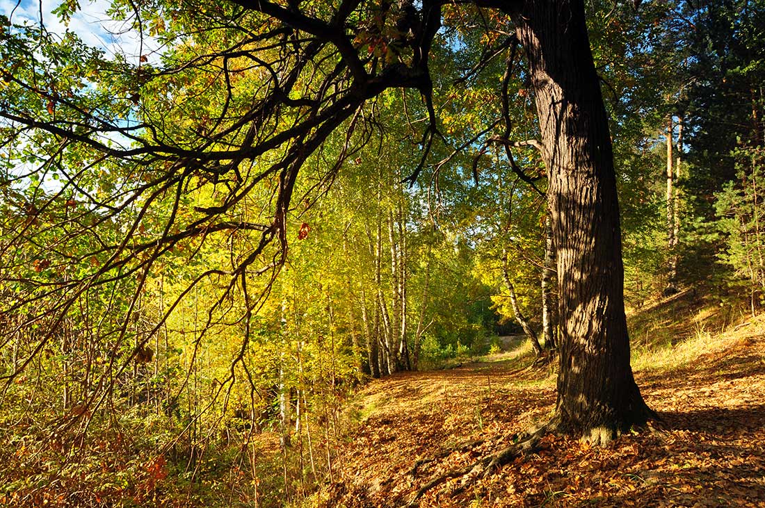 photo "***" tags: landscape, autumn, forest