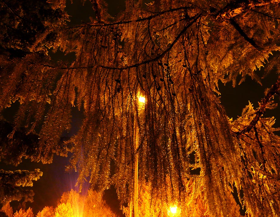 фото "Under Na'vi's Sacred Tree" метки: пейзаж, природа, ночь, цветы