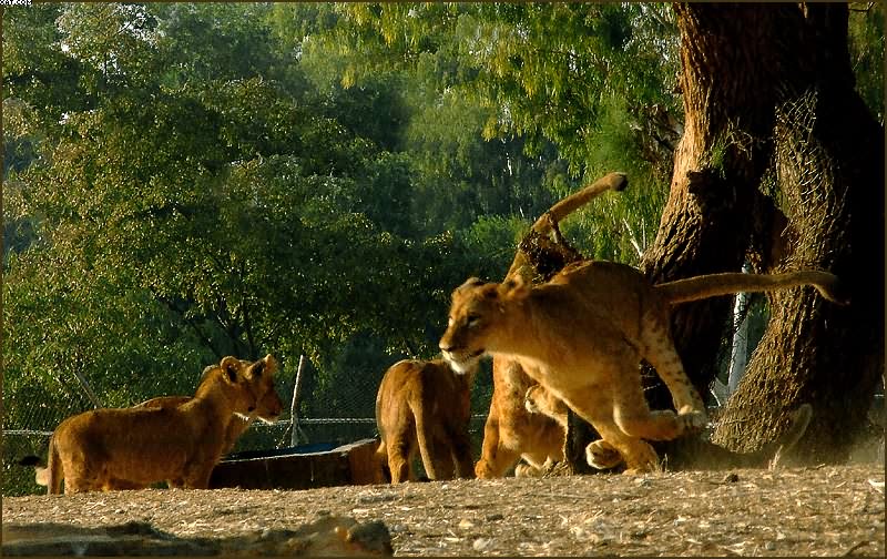 photo "Young  lions" tags: nature, wild animals