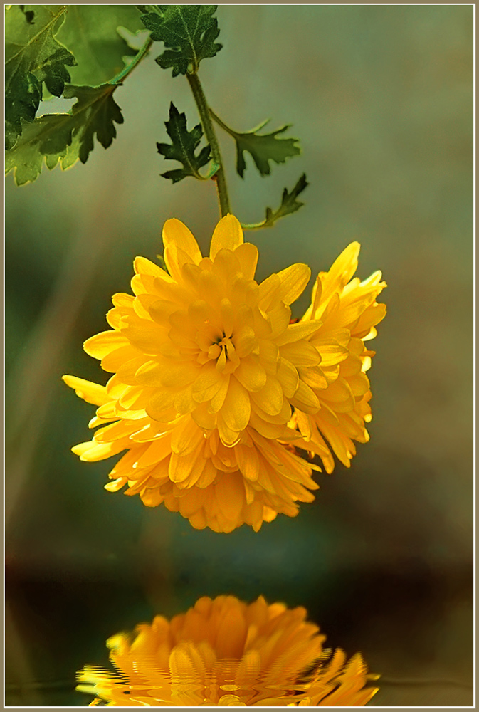 фото "Крымский ноябрь" метки: природа, цветы