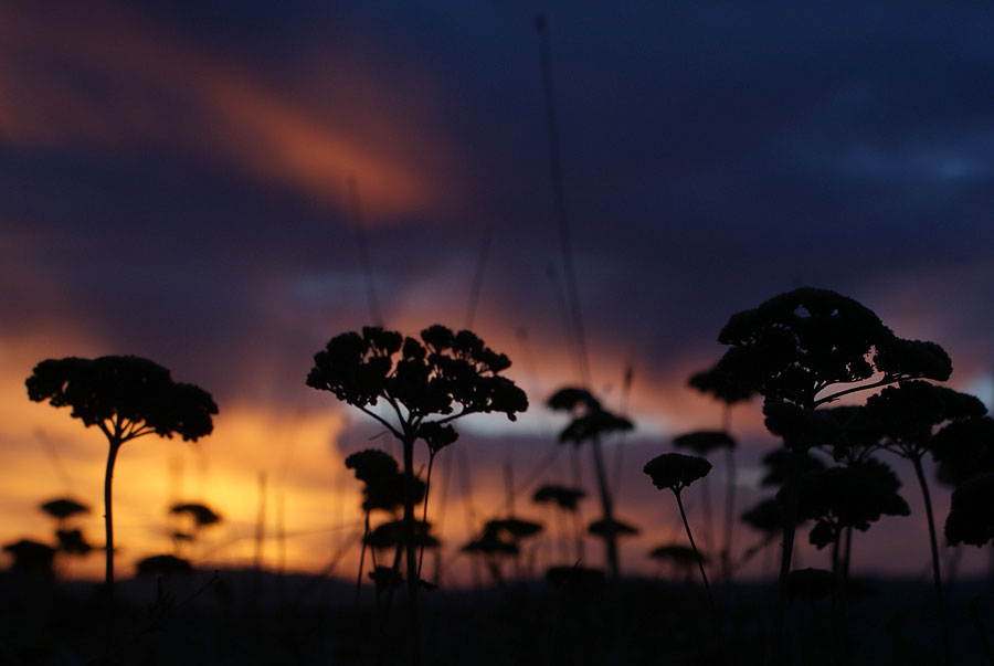 фото "Закатные зонтики" метки: пейзаж, закат